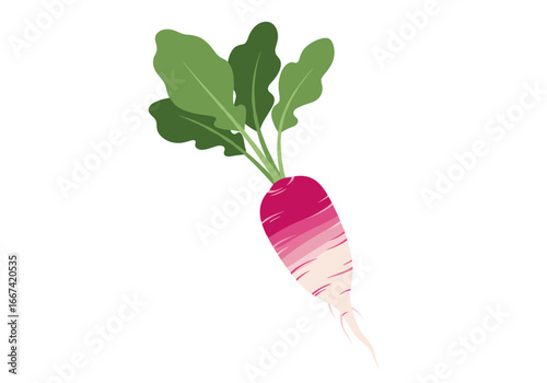 Vibrant pink and white radish with fresh green leaves, perfect for healthy eating campaigns
