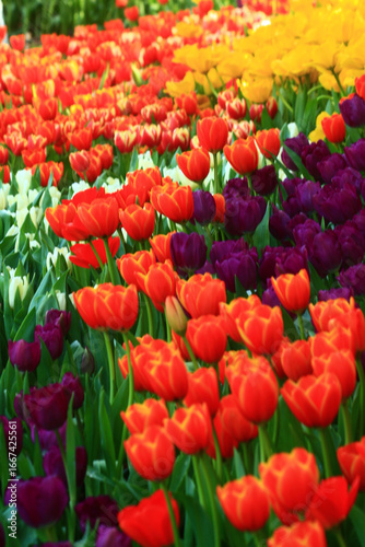 Beautiful tulips in the selected cool season dome using cool waste from the regasification process at its liquefied natural gas (LNG) receiving terminal in Rayong. FLORA EXHIBITION HALL ,Thailand