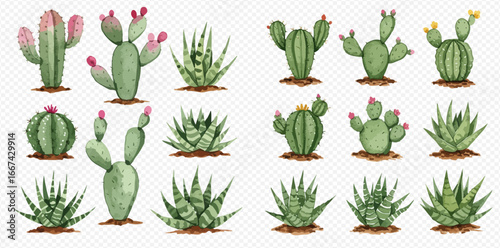 A beautiful collection of watercolor illustrations featuring various types of cacti and succulents with colorful flowers on a transparent background.