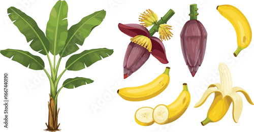 Banana plant with leaves, banana flower, ripe bananas, peeled banana, tropical fruit illustration, agriculture, botanical, food concept