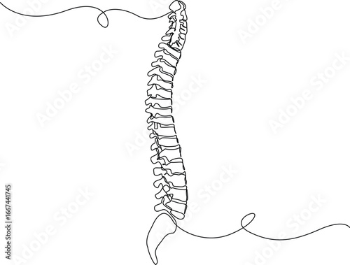 human chest bones outline illustration. Continuous line drawing of human chest part skeleton