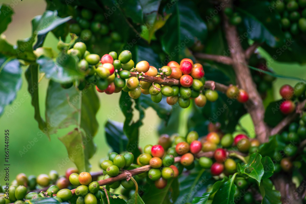 Fototapeta premium Ripe Red coffee bean berry plant fresh seed coffee tree growth in green eco organic farm. Close up red ripe seed robusta arabica berries harvest for coffee garden. Fresh coffee bean green leaf bush