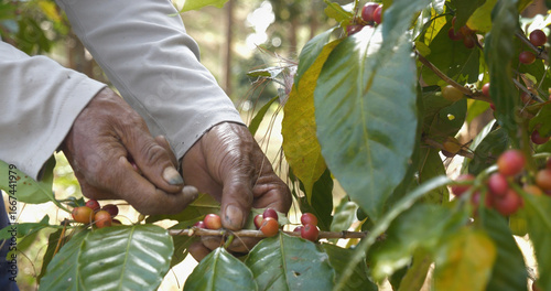 Close up hands harvest red seed in basket robusta arabica plant farm. Coffee plant farm woman Hands harvest raw coffee beans. Ripe Red berries plant fresh seed coffee tree growth in green eco farm