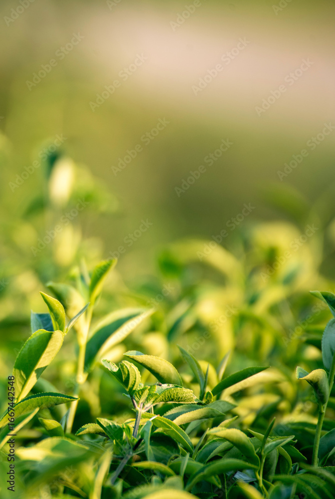 Fototapeta premium Vertical Green tea tree leaves field Fresh young tender bud herbal in farm on summer morning. Sunlight Green tea tree camellia sinensis in organic farm. Vertical Tree tea plant green nature farmland