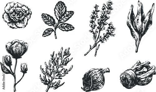 Vintage Botanical Sketch Collection of Flowers and Plants
