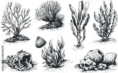 Collection of Hand-Drawn Aquatic Flora and Fauna with Shell and Rocks