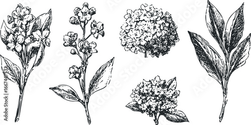 Black and white sketch of blooming flowers and foliage
