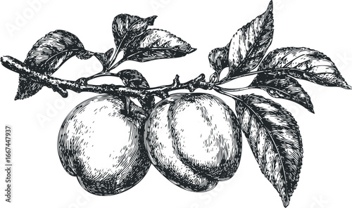 Orchard Branch with Two Ripe Apples and Textured Leaves