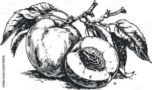 Two ripe peaches and leaves on a branch in linocut style