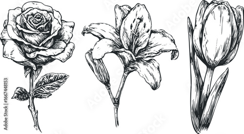 Vintage Botanical Drawing of Rose Lily and Tulip Flowers