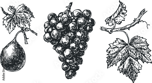 Vineyard harvest still life with grapes and fig rendered in sketchy ink