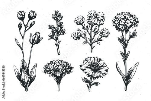 Collection of detailed black and white botanical drawings of various flowers and buds