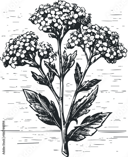 Detailed black and white ink drawing of a flowering plant with leaves on a textured background
