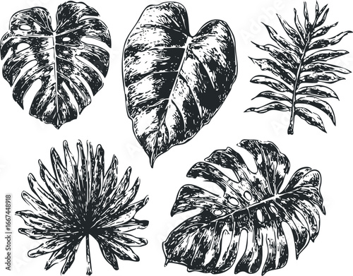 Black and White Vintage Botanical Leaf Collection
