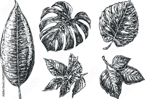 Collection of Detailed Botanical Leaf Etchings