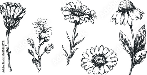 Set of hand-drawn floral elements featuring daisies and buds with textured petals
