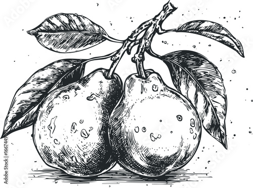 Sketch of two ripe pears with leaves on a branch
