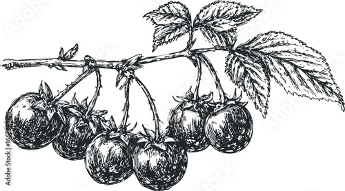 Hand Drawn Sketch of Ripe Tomatoes on a Vine with Leaves