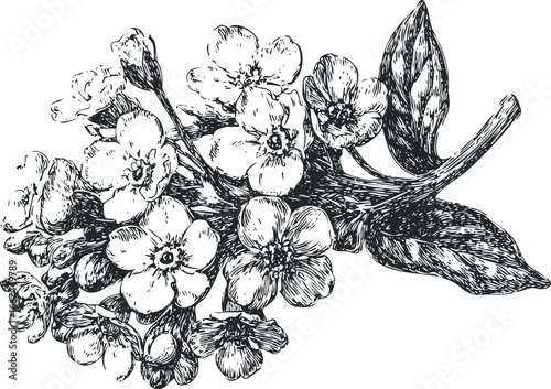 Detailed line drawing of forget-me-not flowers and leaves