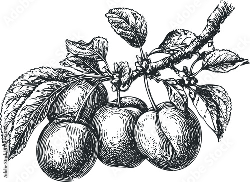 Hand drawn branch with plums and leaves
