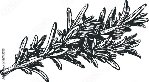 Ink drawing of a sprig of rosemary against a white background