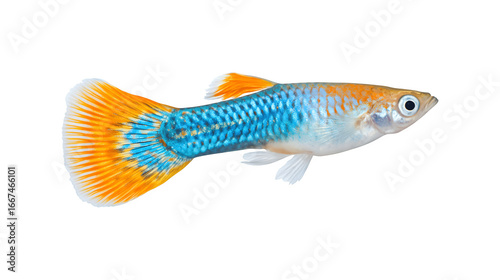 Colorful guppies swimming gracefully in a vibrant aquatic environment
