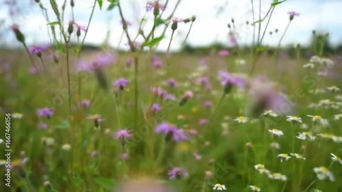 purple flowers in the field