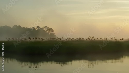 morning mist on the river