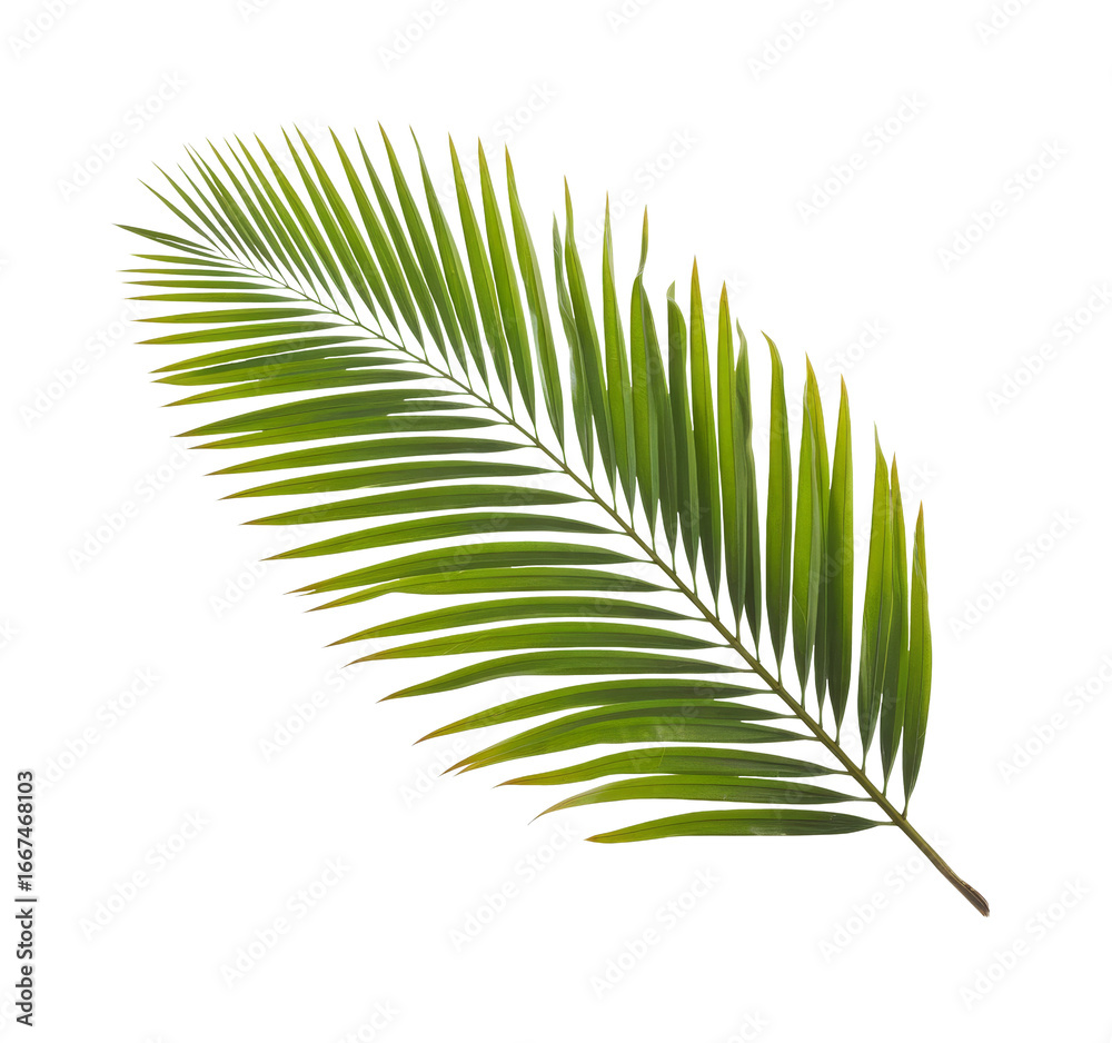 Obraz premium palm leaf on white background