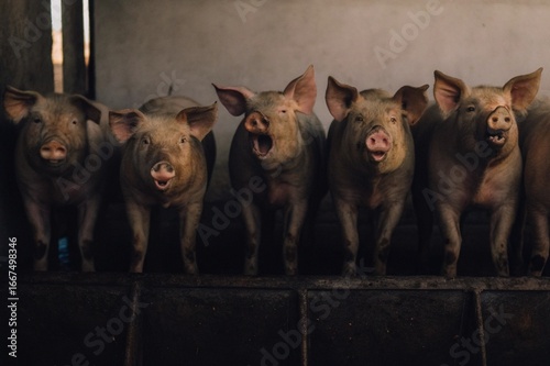 pig