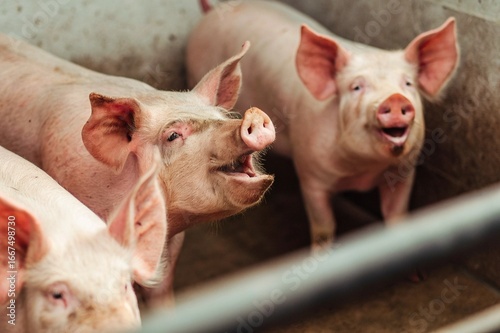 pig