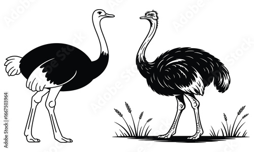 ostrich vector illustration