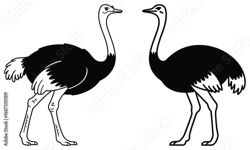 ostrich vector illustration
