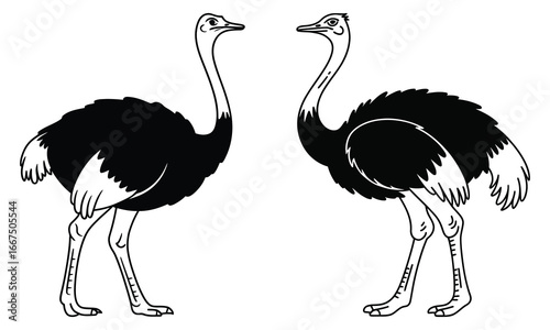ostrich vector illustration