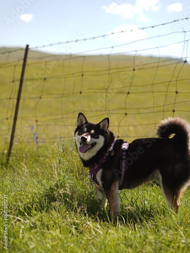 A happy black puppy