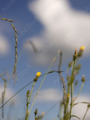 yellow flowers on the sky background
