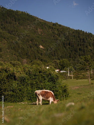 cows in the mountains
