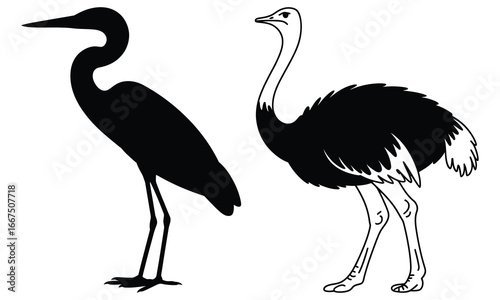 ostrich vector illustration