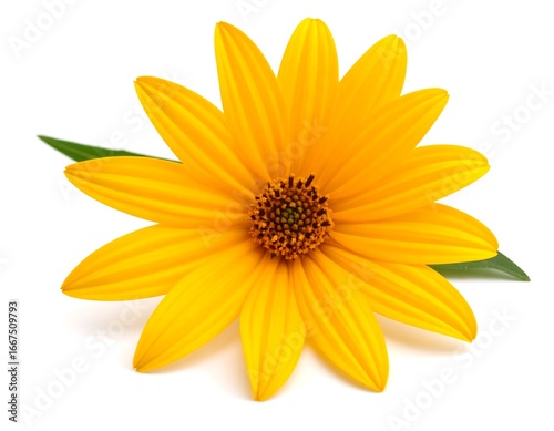 Single bright yellow flower with green leaf