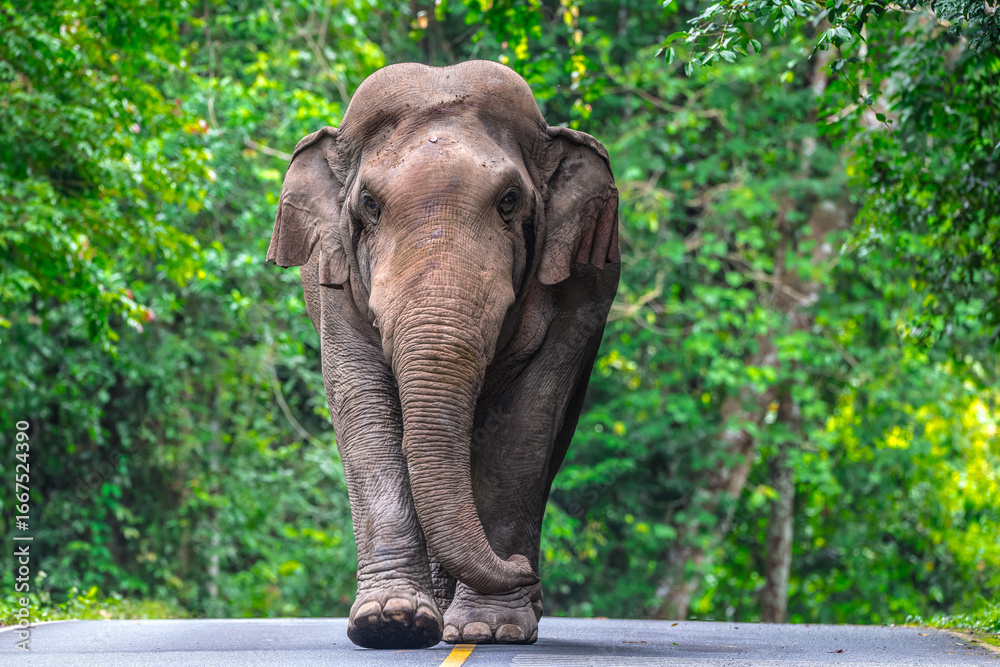 Fototapeta premium Its body is gray, its snout is called the trunk. The trunk of the Asian elephant has only one beak. Nakhon Ratchasima, Thailand.
