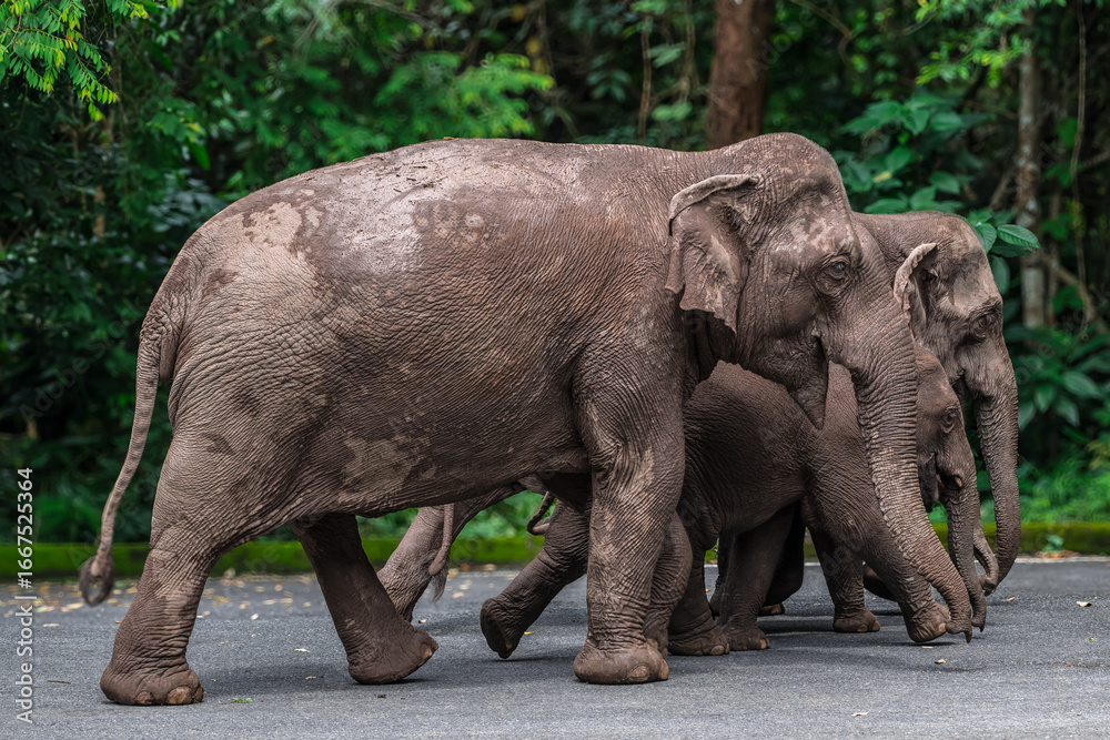Naklejka premium Its body is gray, its snout is called the trunk. The trunk of the Asian elephant has only one beak. Nakhon Ratchasima, Thailand.