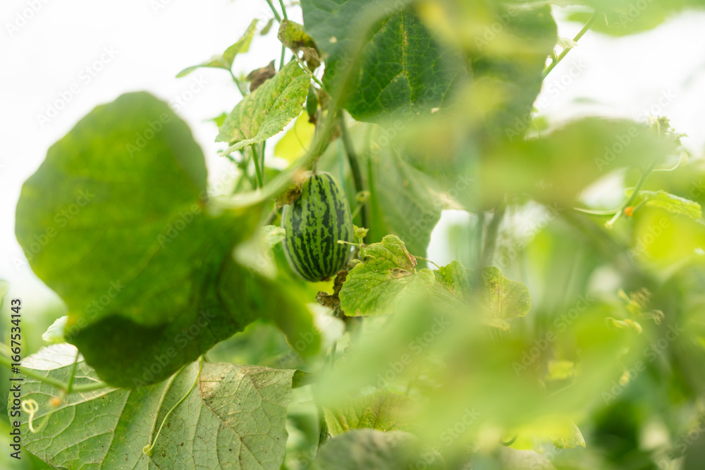 Fototapeta premium Vegetables in a vegetable greenhouse