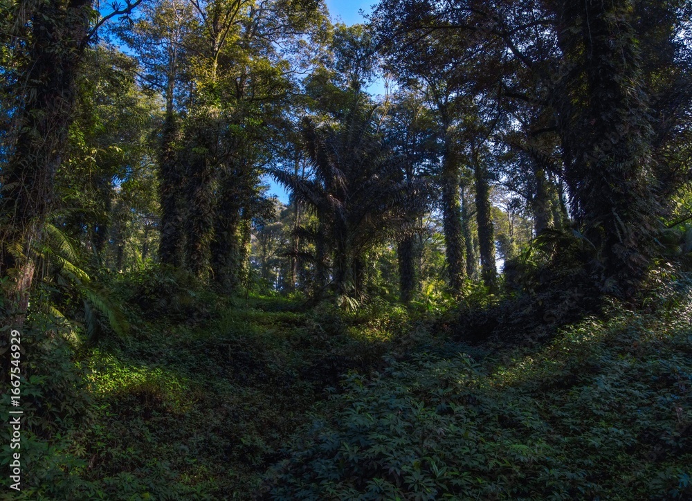 Naklejka premium Aerial Low Angle Drone View of Dense Tropical Forest with Lush Vegetation in the Morning and Blue Sky Through the Trees