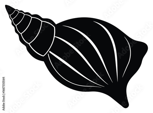 Elegant black and white conch shell illustration with detailed spiral design