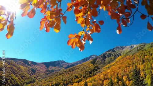 Wide panoramic view of mountains covered with colorful autumn forests, golden and red leaves glowing under bright sunlight, clear blue sky