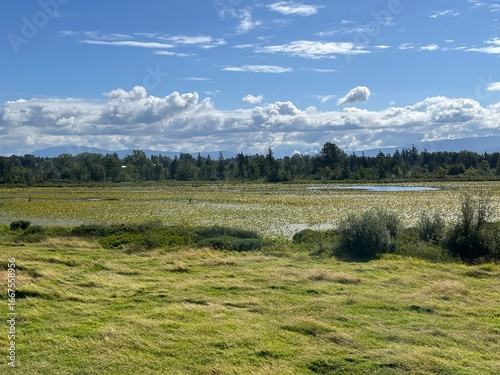 A large wetland covered by shallow water and dominated by herbaceous plants