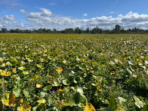 A large wetland covered by shallow water and dominated by herbaceous plants