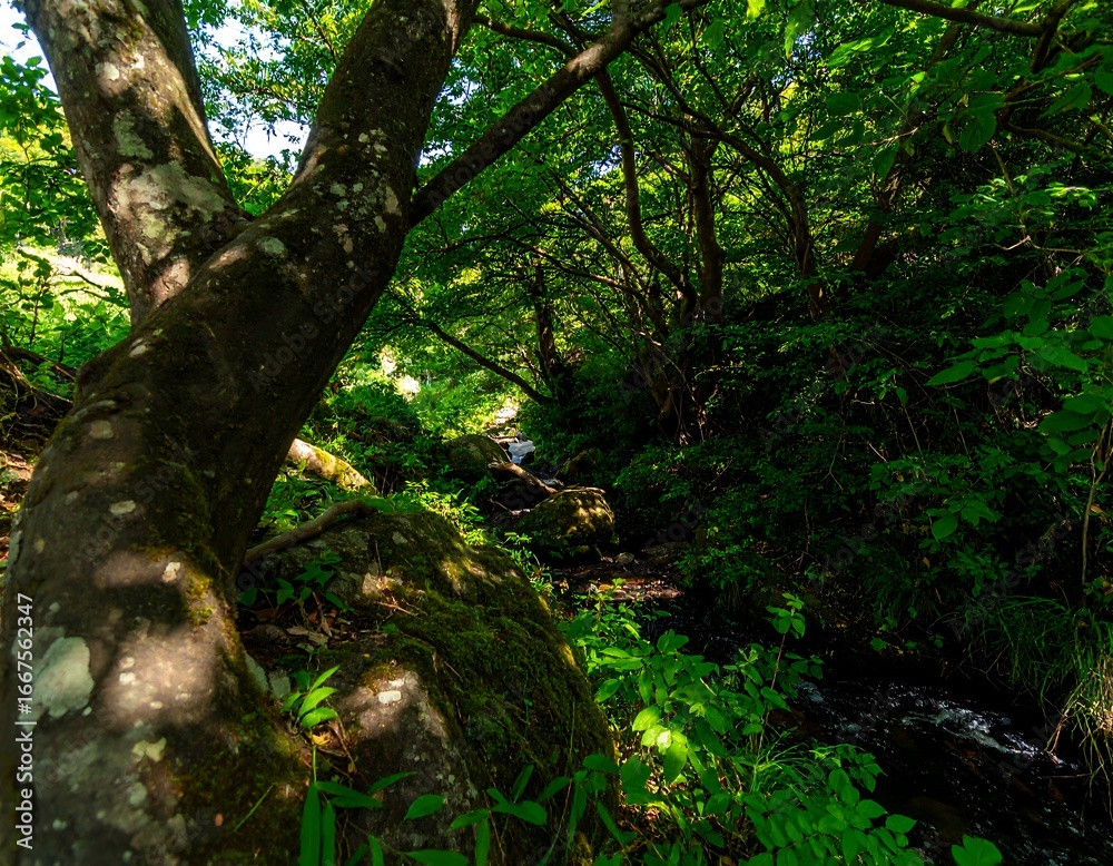 Obraz premium Lush forest stream