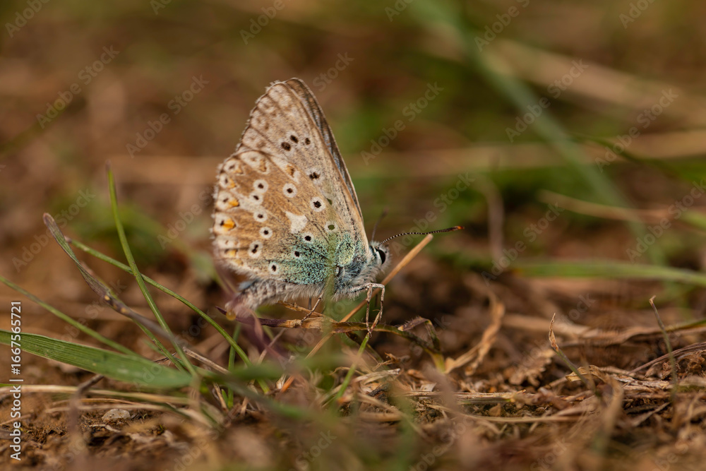 Fototapeta premium Macro close-up of Common Blue butterfly (Polyommatus icarus) resting on dry grass and soil in meadow habitat, detailed wing patterns with orange spots and shallow depth of field natural background