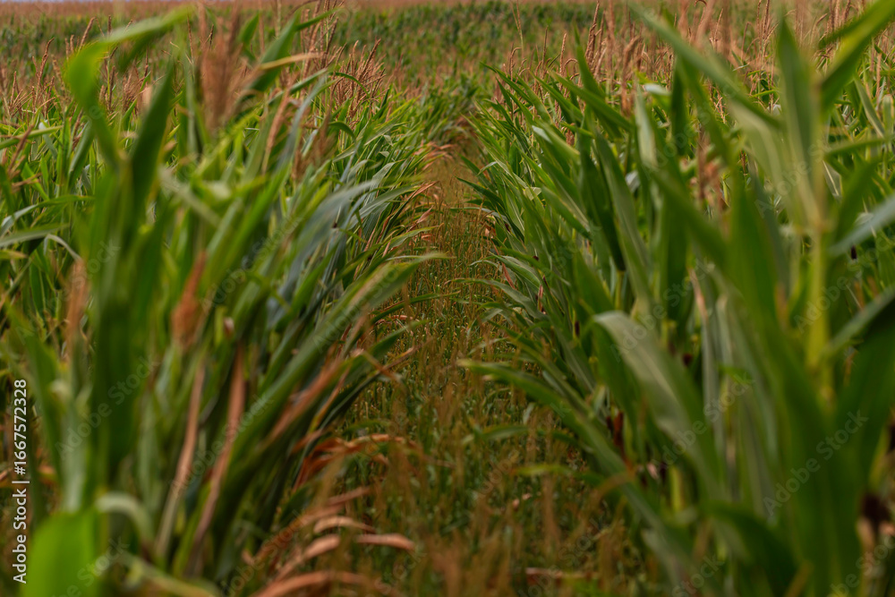 Fototapeta premium Close-up perspective view of green cornfield rows (Zea mays) with tall leaves and tassels, summer season farmland agriculture scene in Europe, shallow depth of field outdoor crop photography